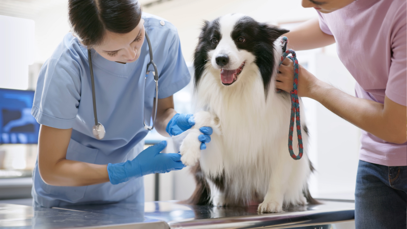 Marketing For Veterinary Clinic, Marketing Solutions To Attract Patients